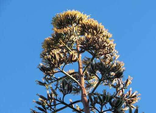 Blooms at La Bufa