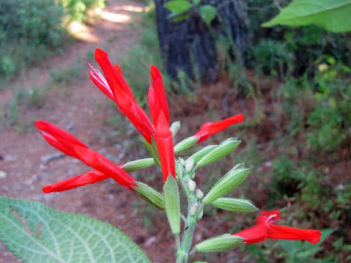 Blooms at La Bufa