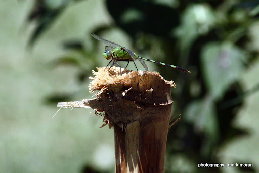 Dragonfly (Day 6: Thu, 9/17)