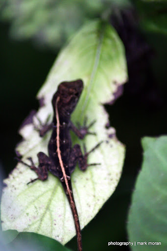 Lizard (Day 8: Sat, 9/19)