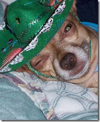 party_animals_photo_contest_85709_xl party_animals_photo_contest_85709_xl