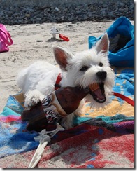 pets_at_play_6424435_14156620_xl pets_at_play_6424435_14156620_xl