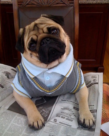 [pets_contest_rooney_megangallegher_xl[2].jpg]