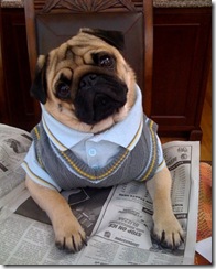 pets_contest_rooney_megangallegher_xl pets_contest_rooney_megangallegher_xl