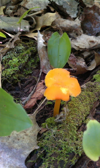 Spotting Image 1