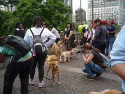 Cãonhecendo São Paulo (271)