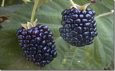 blackberry_fruit