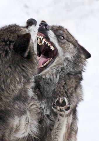 [wolves fighting[2].jpg]