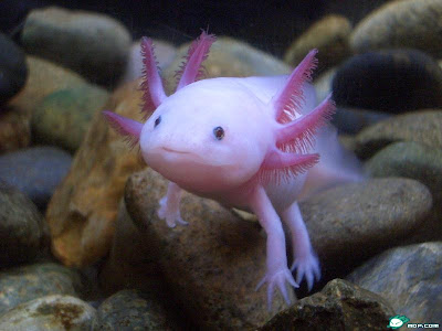 Yang paling cakep: Axolotl - kadal air tawar