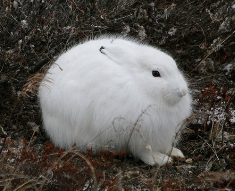 Hewan-hewan Kutub yang Berubah Warna di Musim Dingin ~ 
