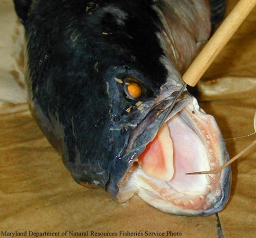 10 Ikan Paling Buas Dan Mematikan Di Muka Bumi [ www.BlogApaAja.com ]