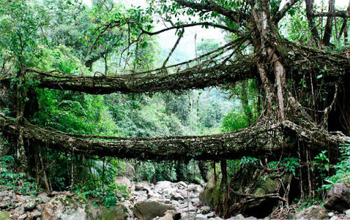 root-bridge-india5.jpg