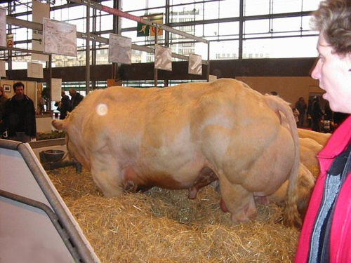 Super Cow from Belgia