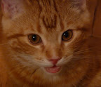 http://lh5.ggpht.com/_iTVwe9T6djs/SbsPrQ-UmRI/AAAAAAAACV8/HxNhuLik__Q/s144/P1030352.JPG