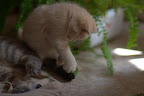 IMG_4151.jpg