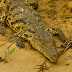 sa_0277.JPG, Südafrika,Namibia,Botswana,Sambia,Zimbabwe,Mozambique,Swasiland&Lesotho ´09