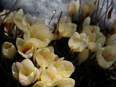 Crocus chrysanthus 'Cream Beauty'