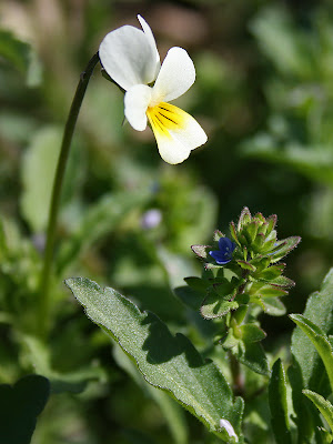 Viola arvensis and Veronica arvensis