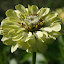 Zinnia 'Envy'