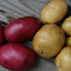 Potato 'All Red' 3