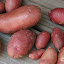 Potato 'French Fingerling'