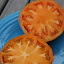 Tomato 'Persimmon'