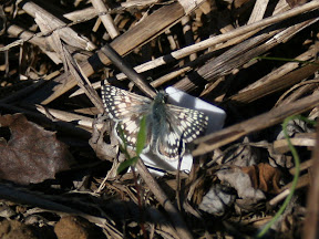 Common Checkered Skipper (and a newly sprouted weed!)