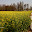 small_MG_0346.jpg