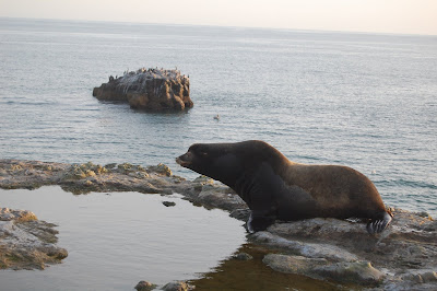 Sean says sharks are always near these guys.