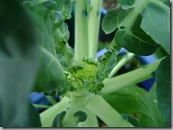 broccoli starting to flower