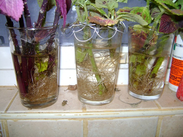 [coleus 004[3].jpg]