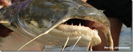 Monster Goonch Catfish Monster Goonch Catfish