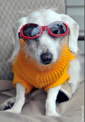 [Chanel - World's Oldest Dog[3].jpg]