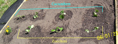 Zucchini and Cucumbers