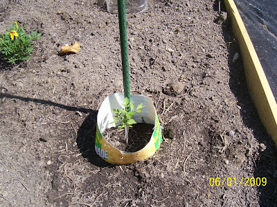 tomato plant #1