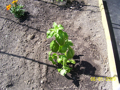 The Basil plant that I purchased at the Durham Farmer's Market