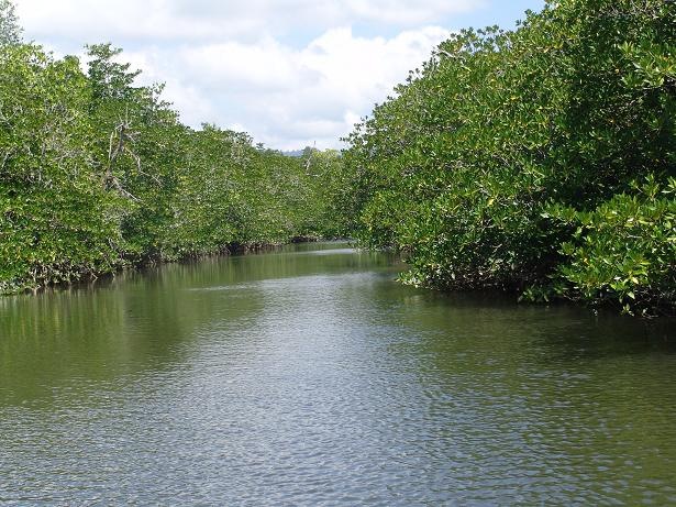 [New  Ibajay mangrove[2].jpg]