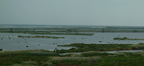 Wetlands
