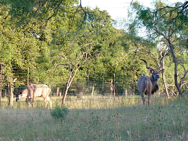 Antelopes in Texas