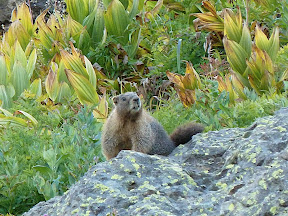 Marmot