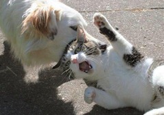 dog-bites-cat