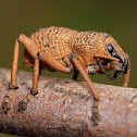 Weevil
