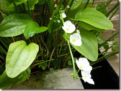 Photo0035