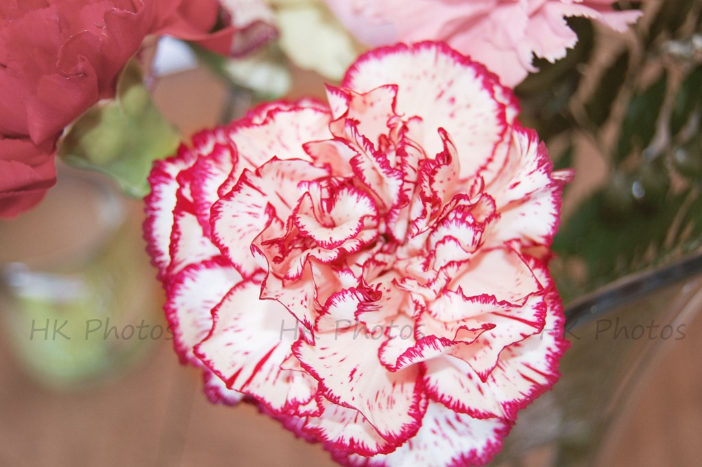 [carnations[5].jpg]