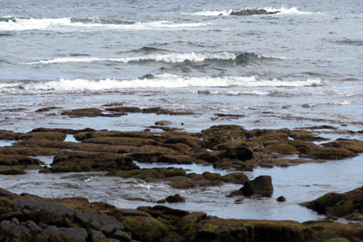 One turtle enjoying the tide pools