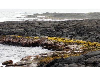 Tide pools and wave action