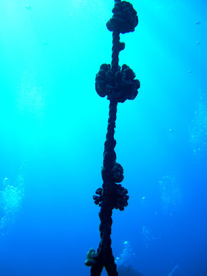 Coral on the mooring line