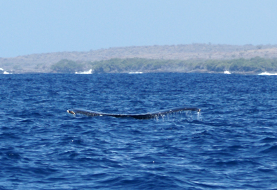 Humpback tail - barely surfacing