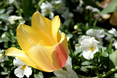 Tulip at Golden Gate Park's Queen Wilhemina Tulip Garden