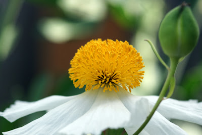 Fried egg poppy (romenya coulteri)